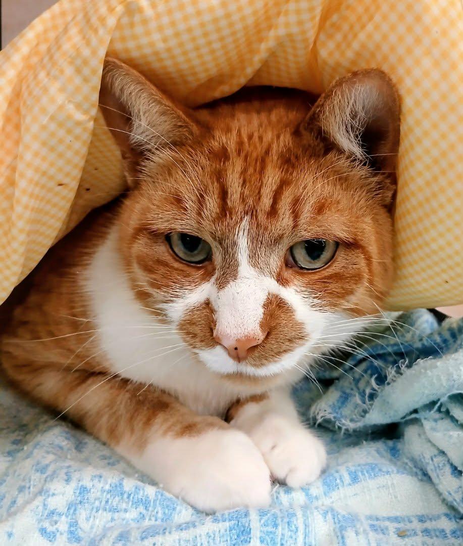 Enlarge Wilkes & Willa, a ADOPTABLE Domestic Short Hair in Brantford, ON image 2/5