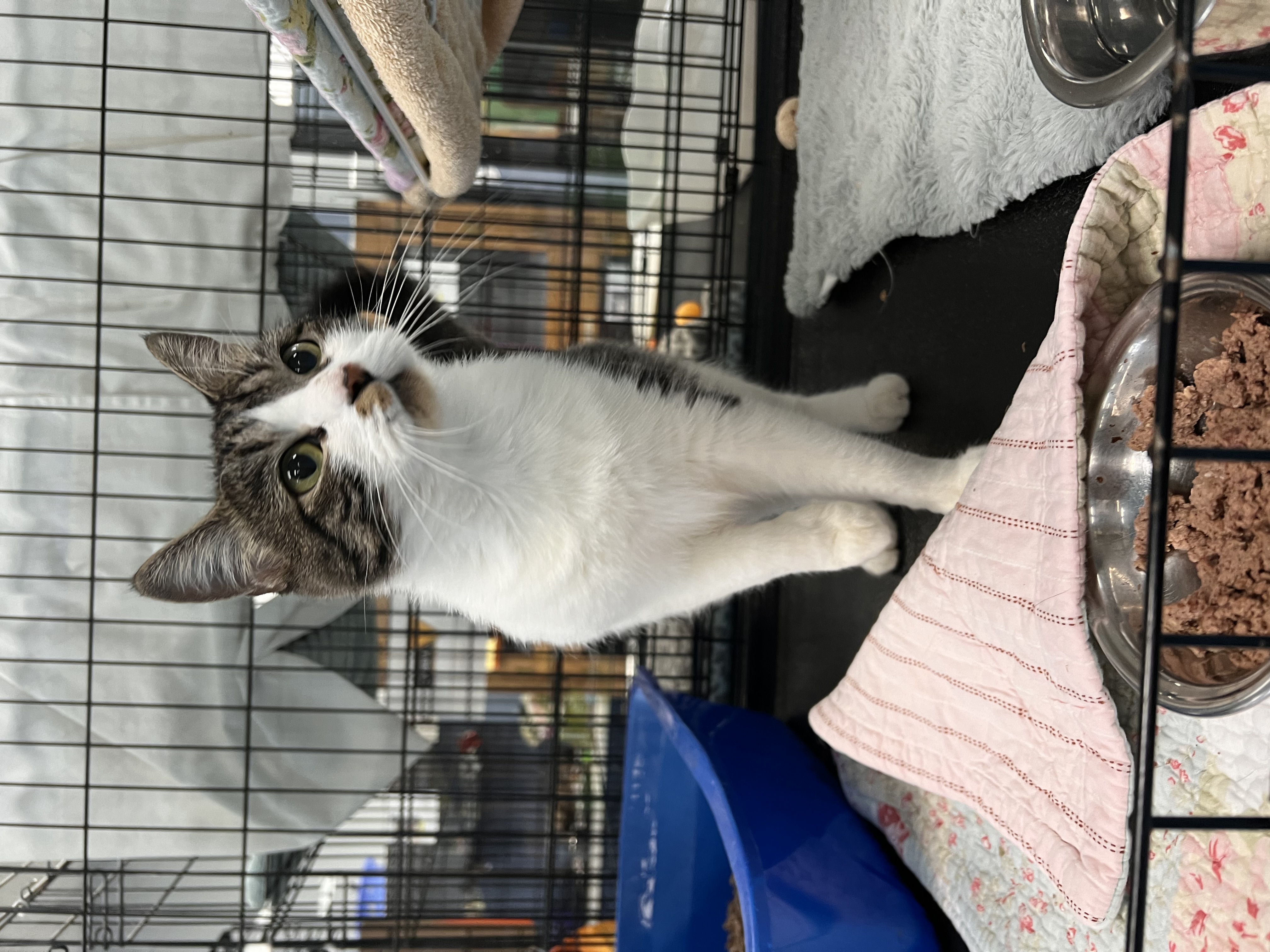 Cat for adoption Lydia, a Domestic Short Hair in Johnston, RI Petfinder