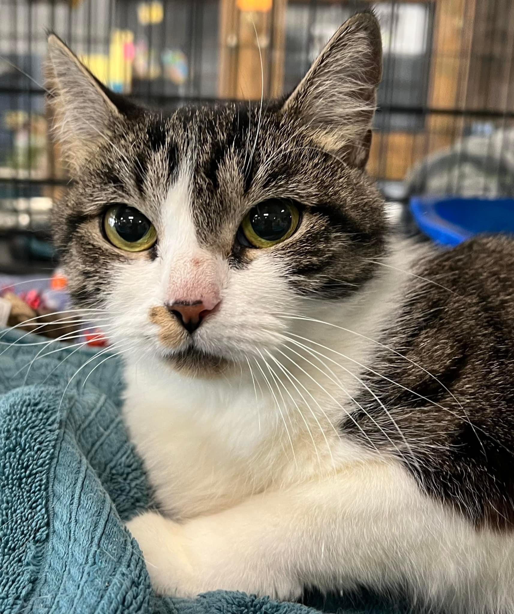 Cat for adoption Lydia, a Domestic Short Hair in Johnston, RI Petfinder