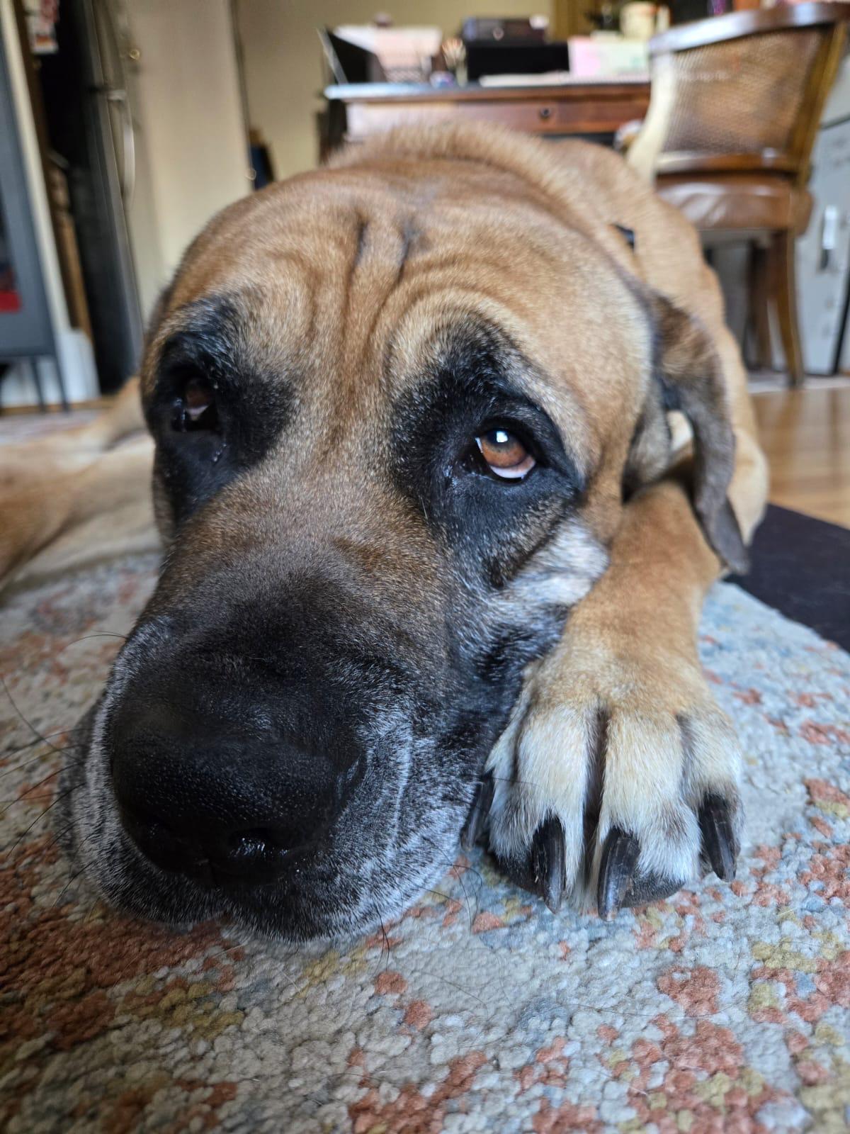 Geronimo, Adoptable, Adult Male Mastiff.