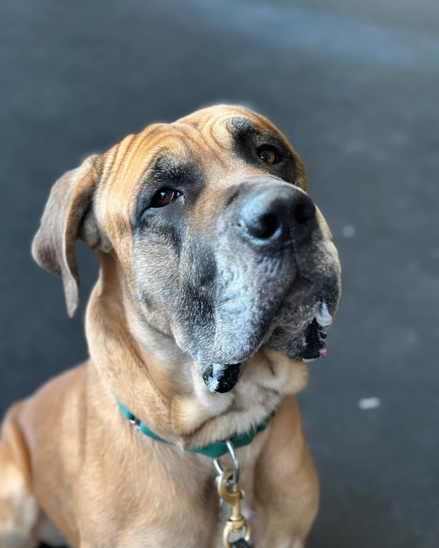 Enlarge Geronimo, a Adoptable mixed breed in Chicago, IL image 2/6