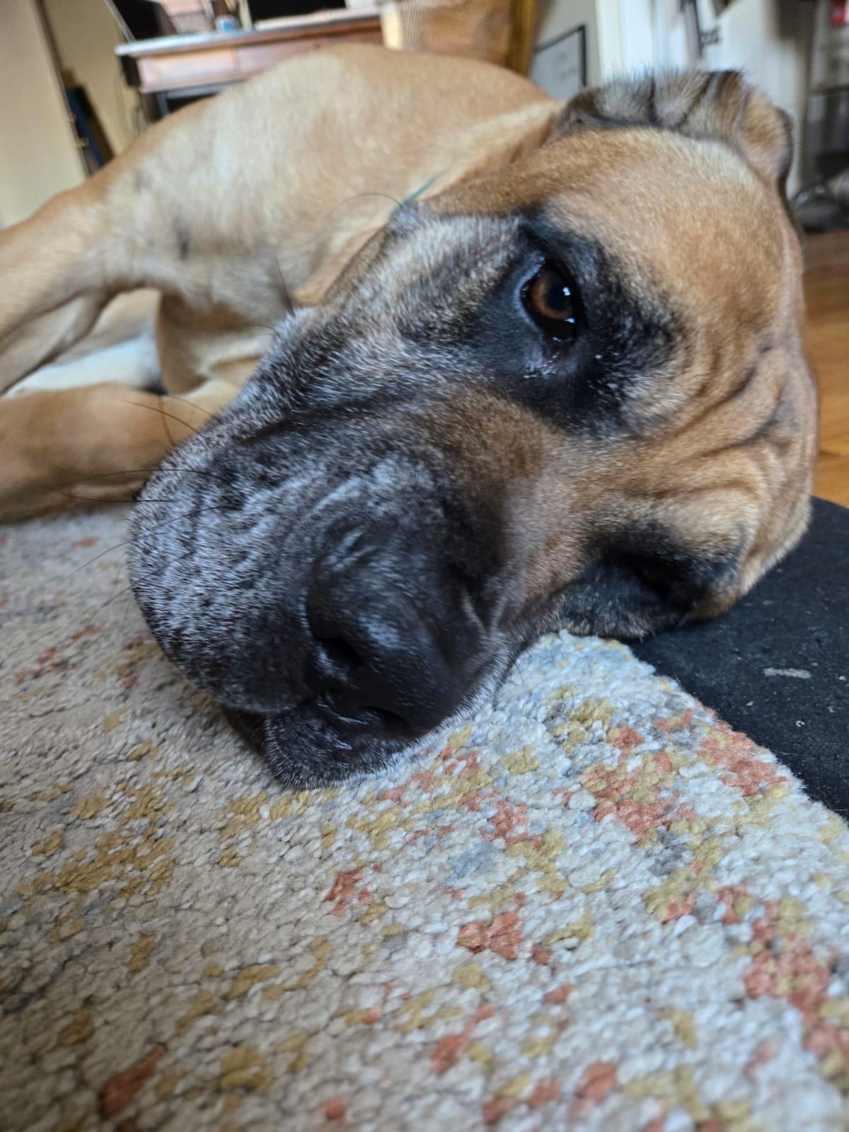 Enlarge Geronimo, a Adoptable mixed breed in Chicago, IL image 3/6