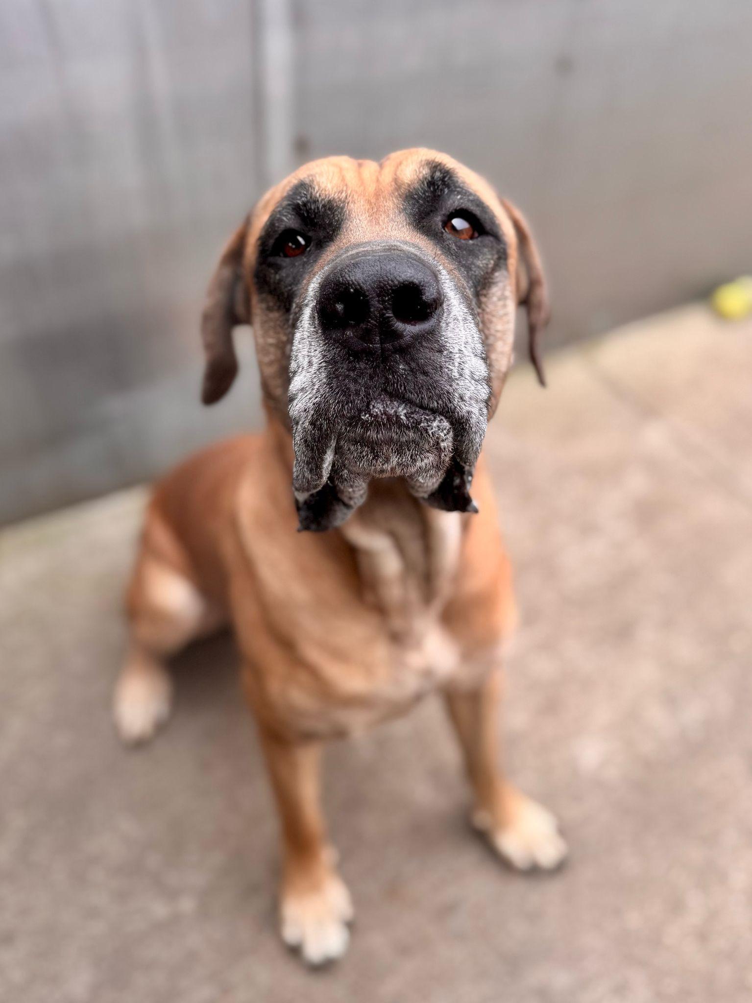 Enlarge Geronimo, a Adoptable mixed breed in Chicago, IL image 4/6