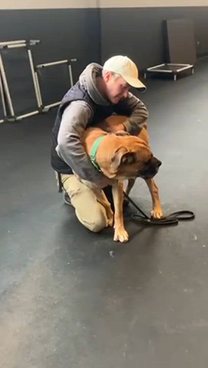 Enlarge Geronimo, a Adoptable mixed breed in Chicago, IL video 6/6