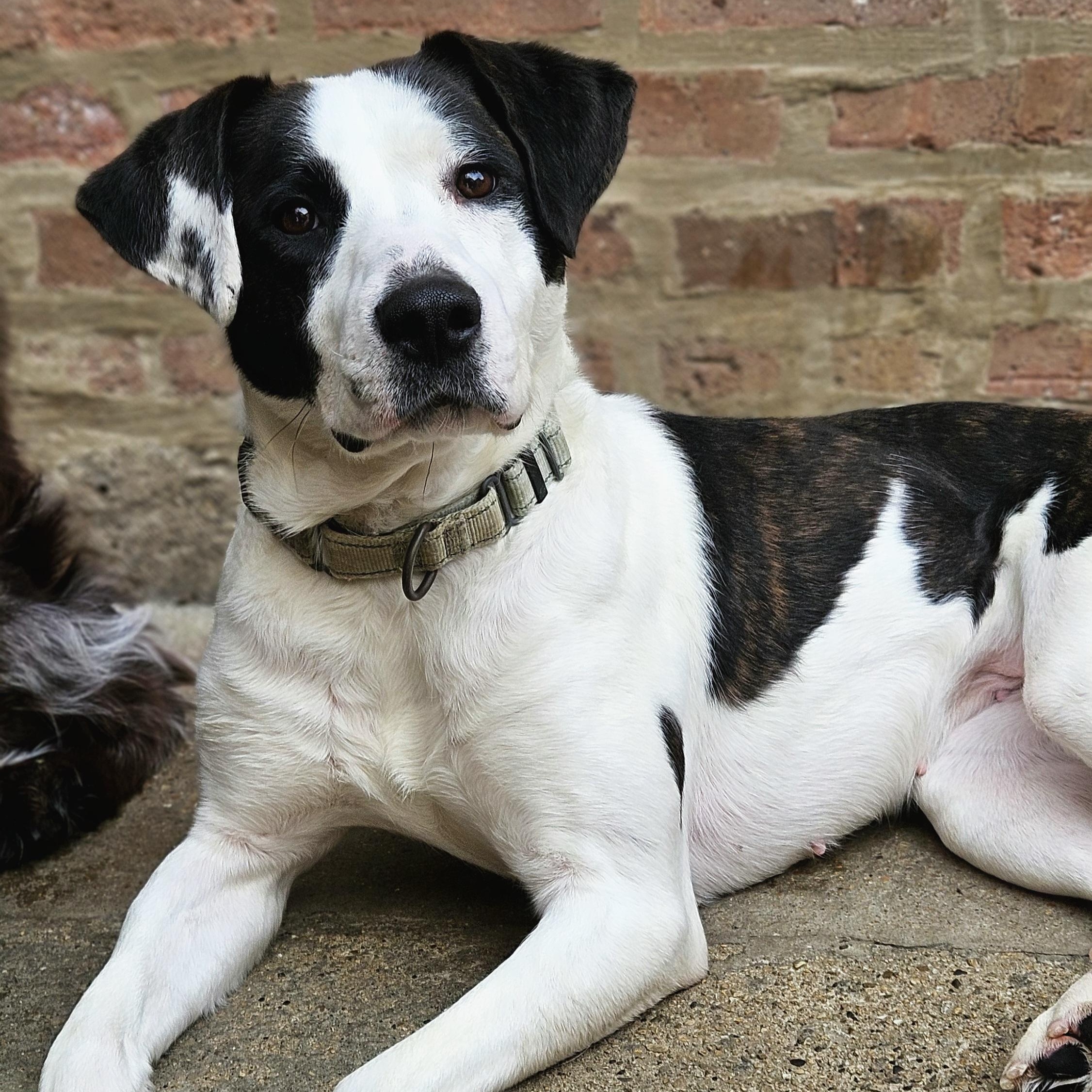 Enlarge Salem (ADOPTED!), a Adopted mixed breed in Chicago, IL image 1/6