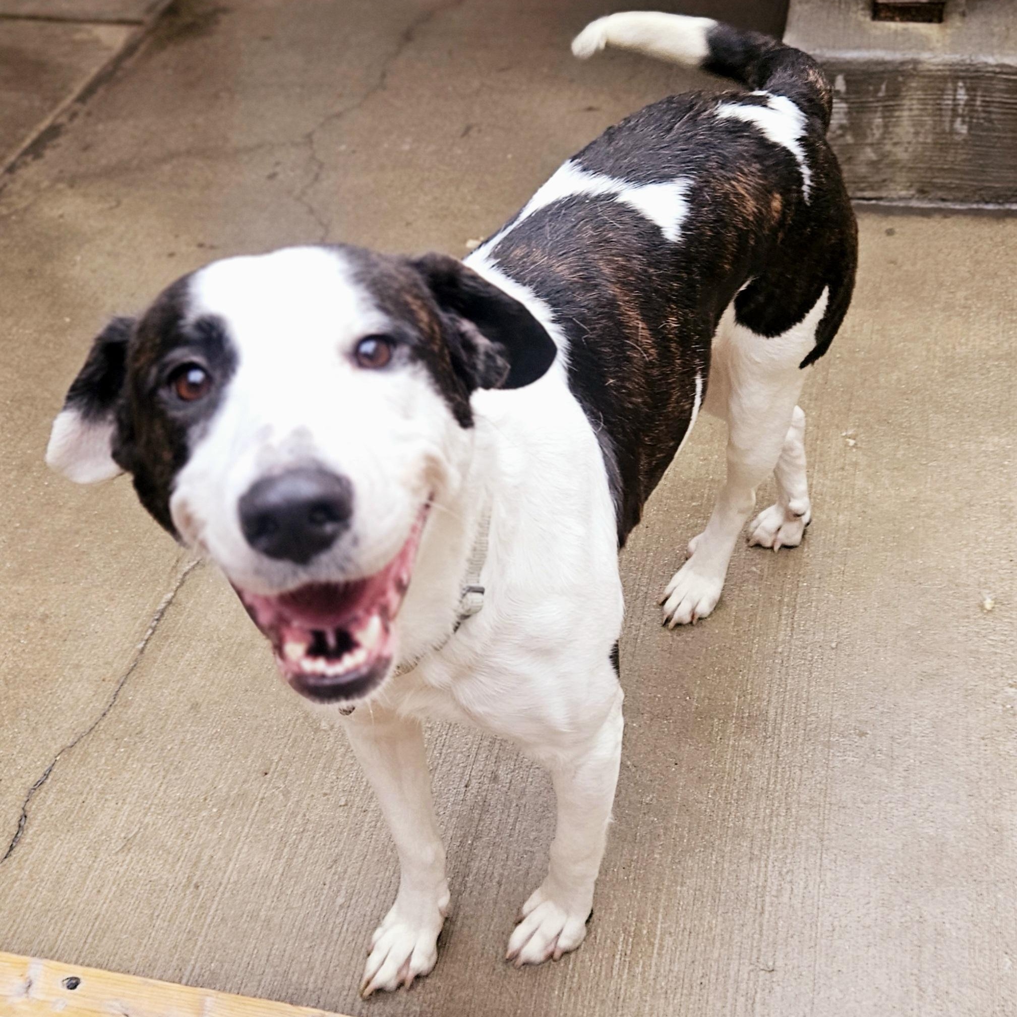 Enlarge Salem (ADOPTED!), a Adopted mixed breed in Chicago, IL image 2/6