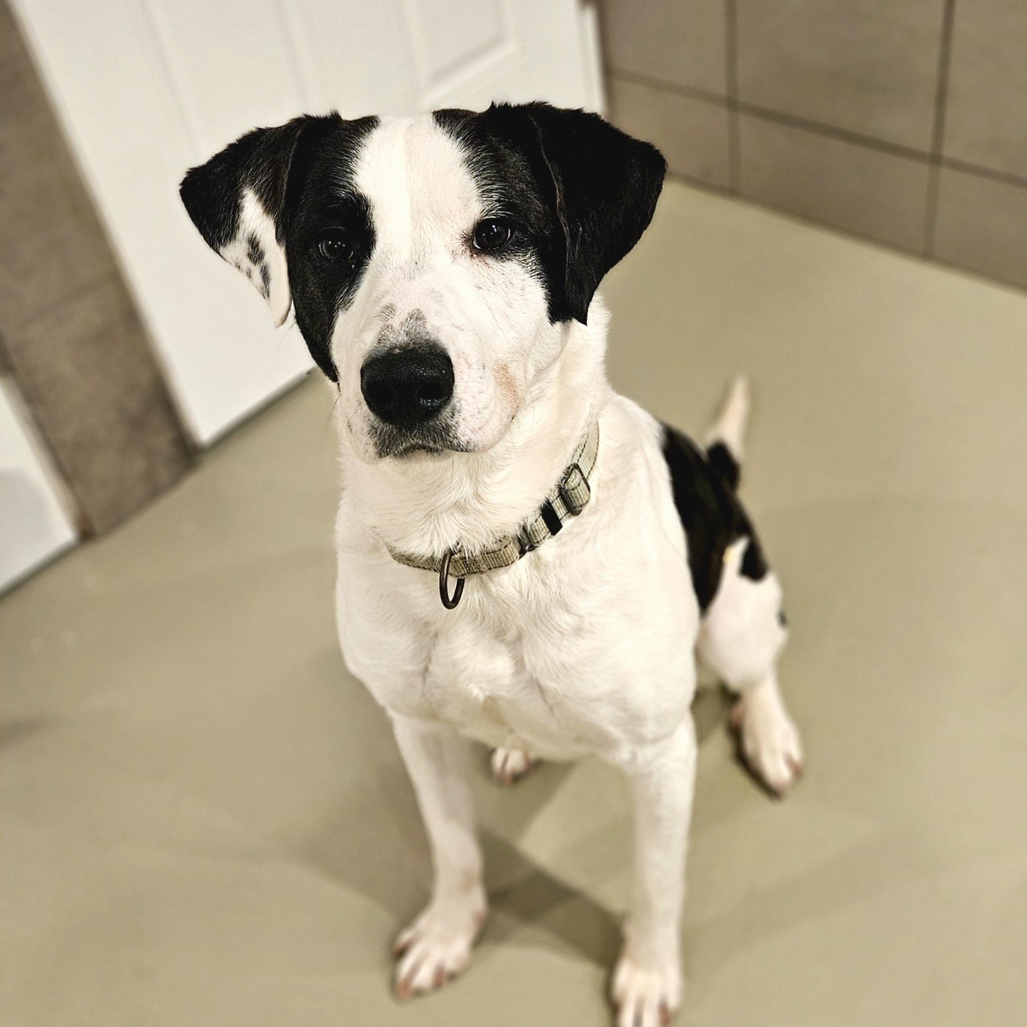 Enlarge Salem (ADOPTED!), a Adopted mixed breed in Chicago, IL image 3/6