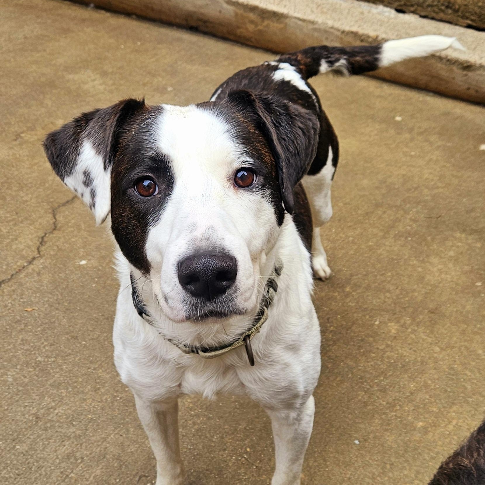 Enlarge Salem (ADOPTED!), a Adopted mixed breed in Chicago, IL image 4/6
