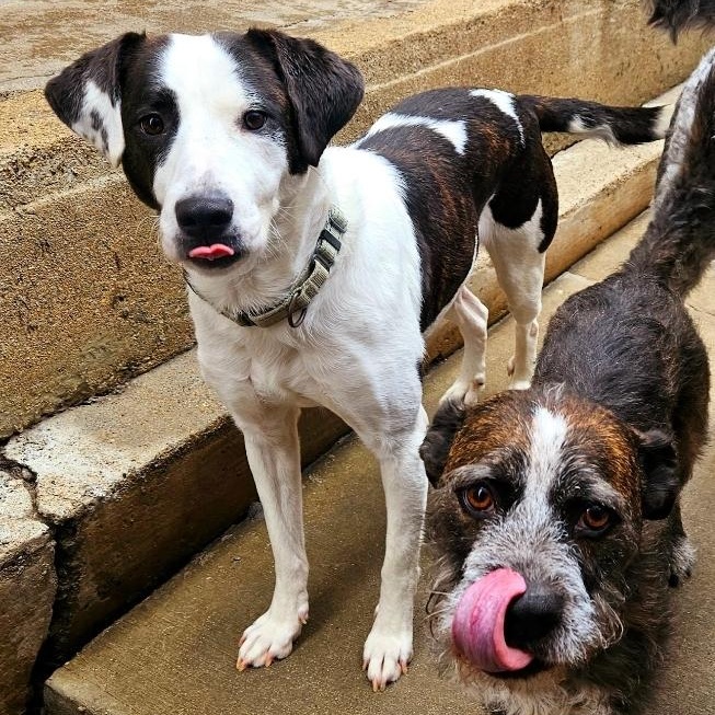 Enlarge Salem (ADOPTED!), a Adopted mixed breed in Chicago, IL image 5/6