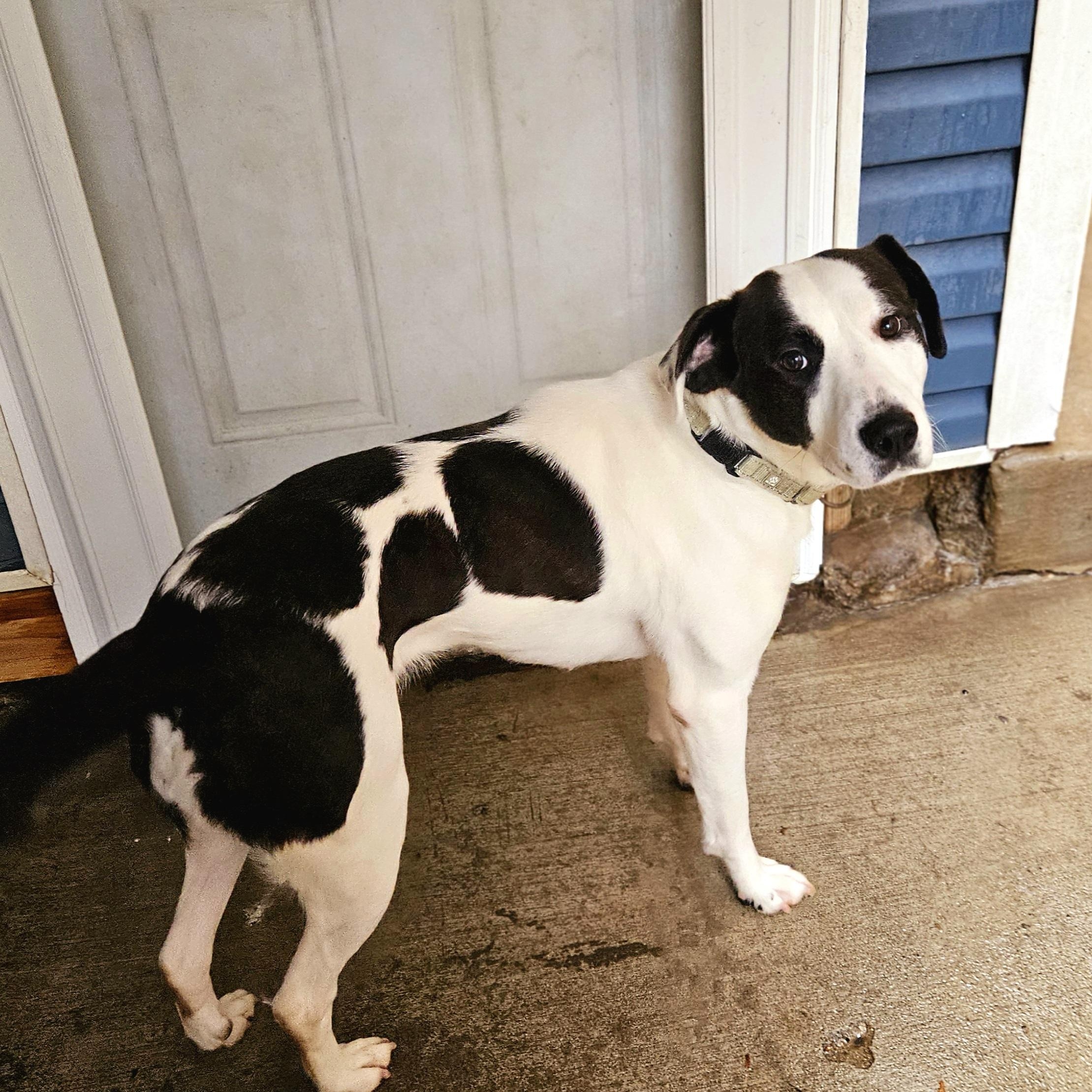 Enlarge Salem (ADOPTED!), a Adopted mixed breed in Chicago, IL image 6/6