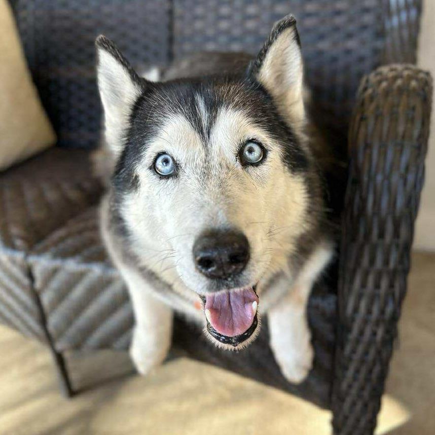 Lola Lox, a Adoptable Husky in Ramona, CA image 1/6