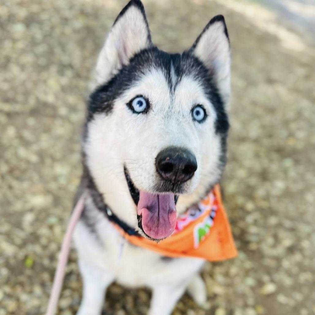 Lola Lox, a Adoptable Husky in Ramona, CA image 2/6