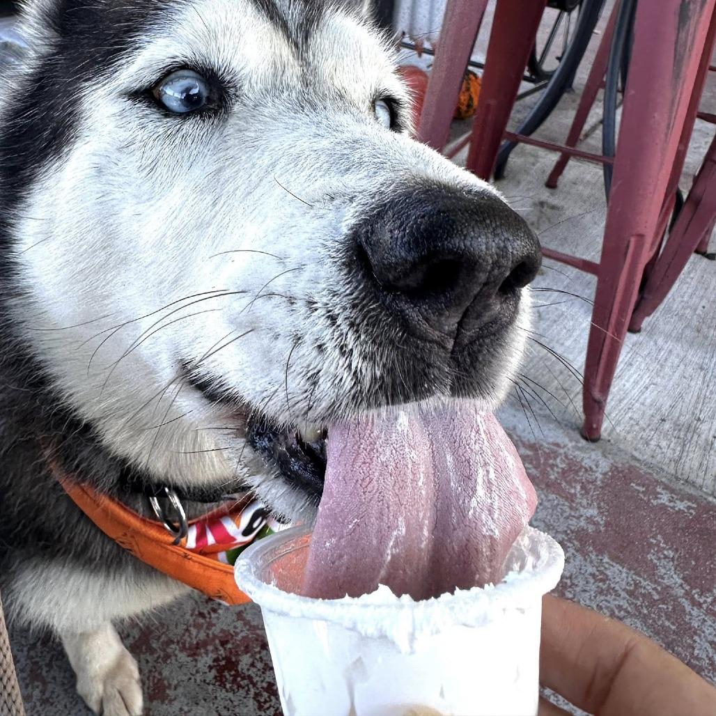 Lola Lox, a Adoptable Husky in Ramona, CA image 4/6