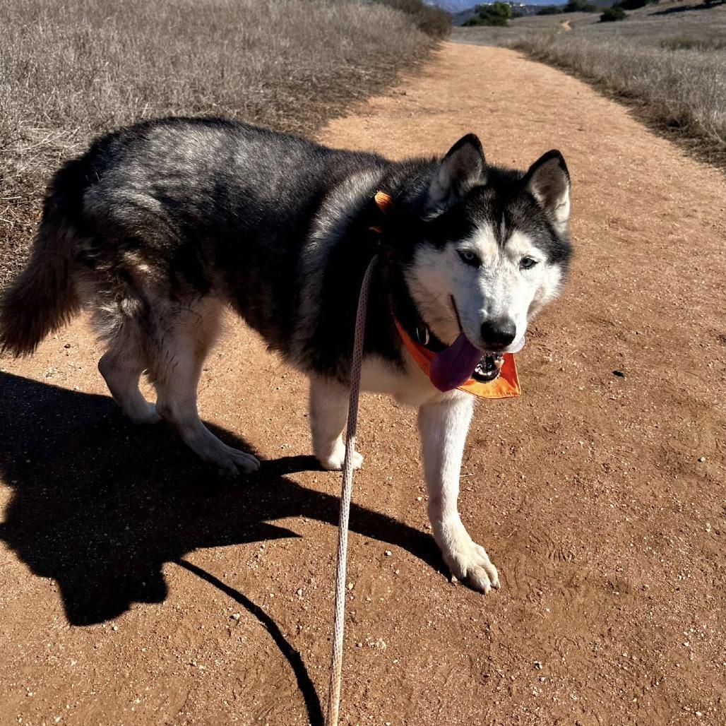 Lola Lox, a Adoptable Husky in Ramona, CA image 5/6