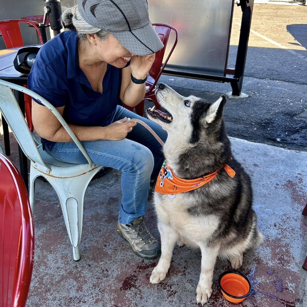 Lola Lox, a Adoptable Husky in Ramona, CA image 6/6