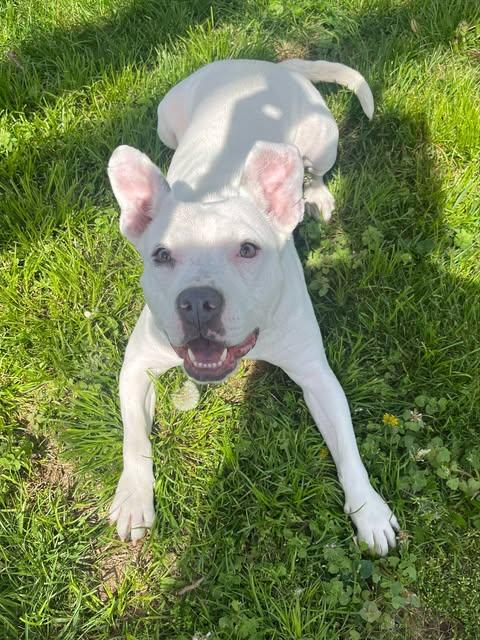 Bugsy (Foster Needed)