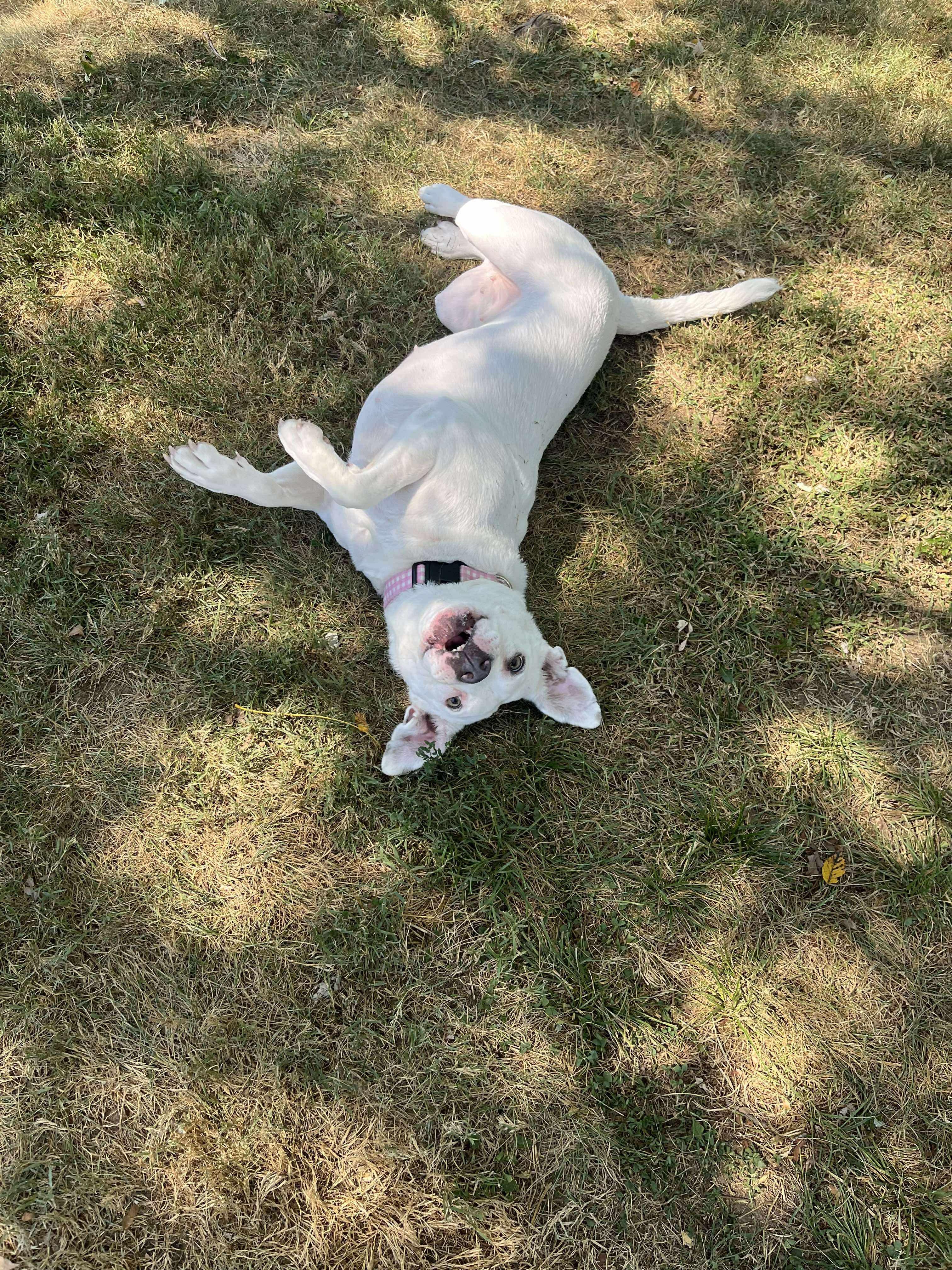 Bugsy (Foster Needed)