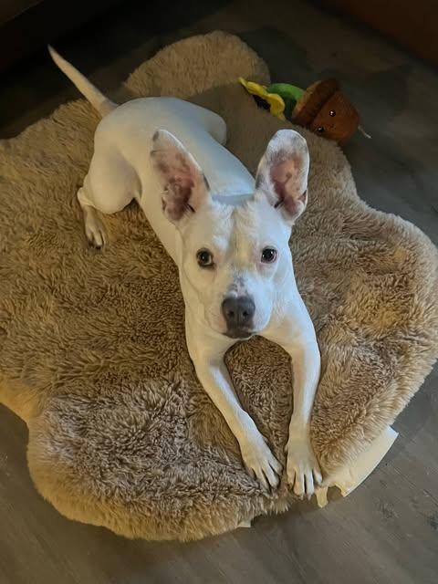 Bugsy (Foster Needed)