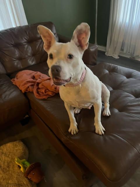 Bugsy (Foster Needed)