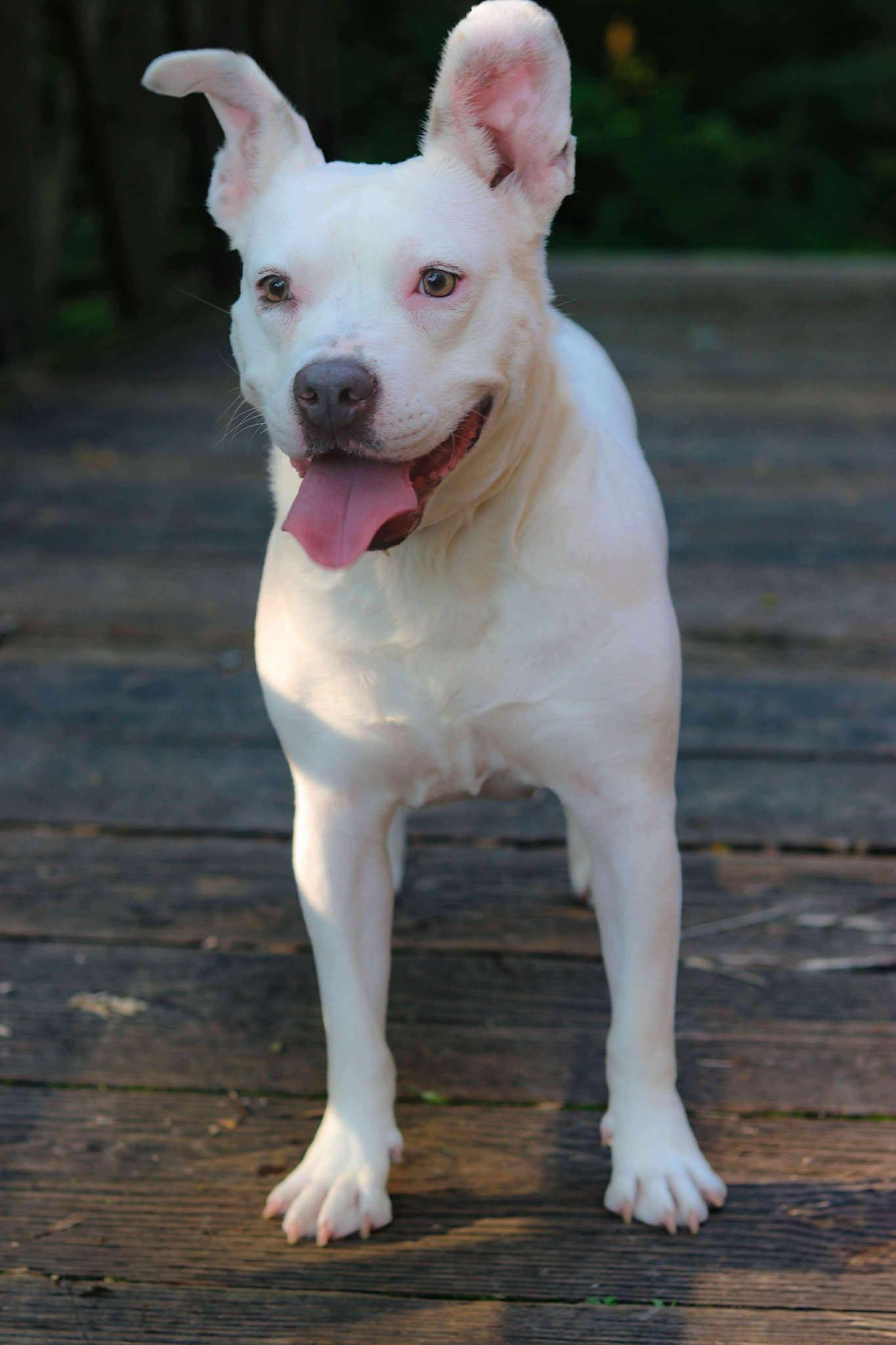 Bugsy (Foster Needed)