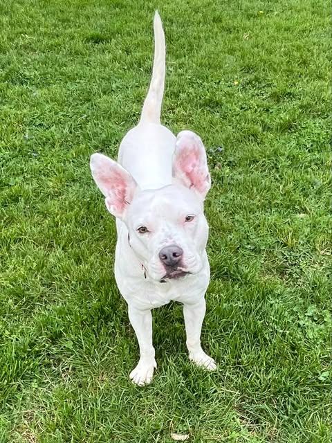 Bugsy (Foster Needed)