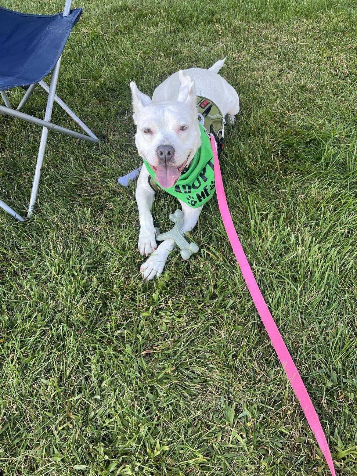 Bugsy (Foster Needed)