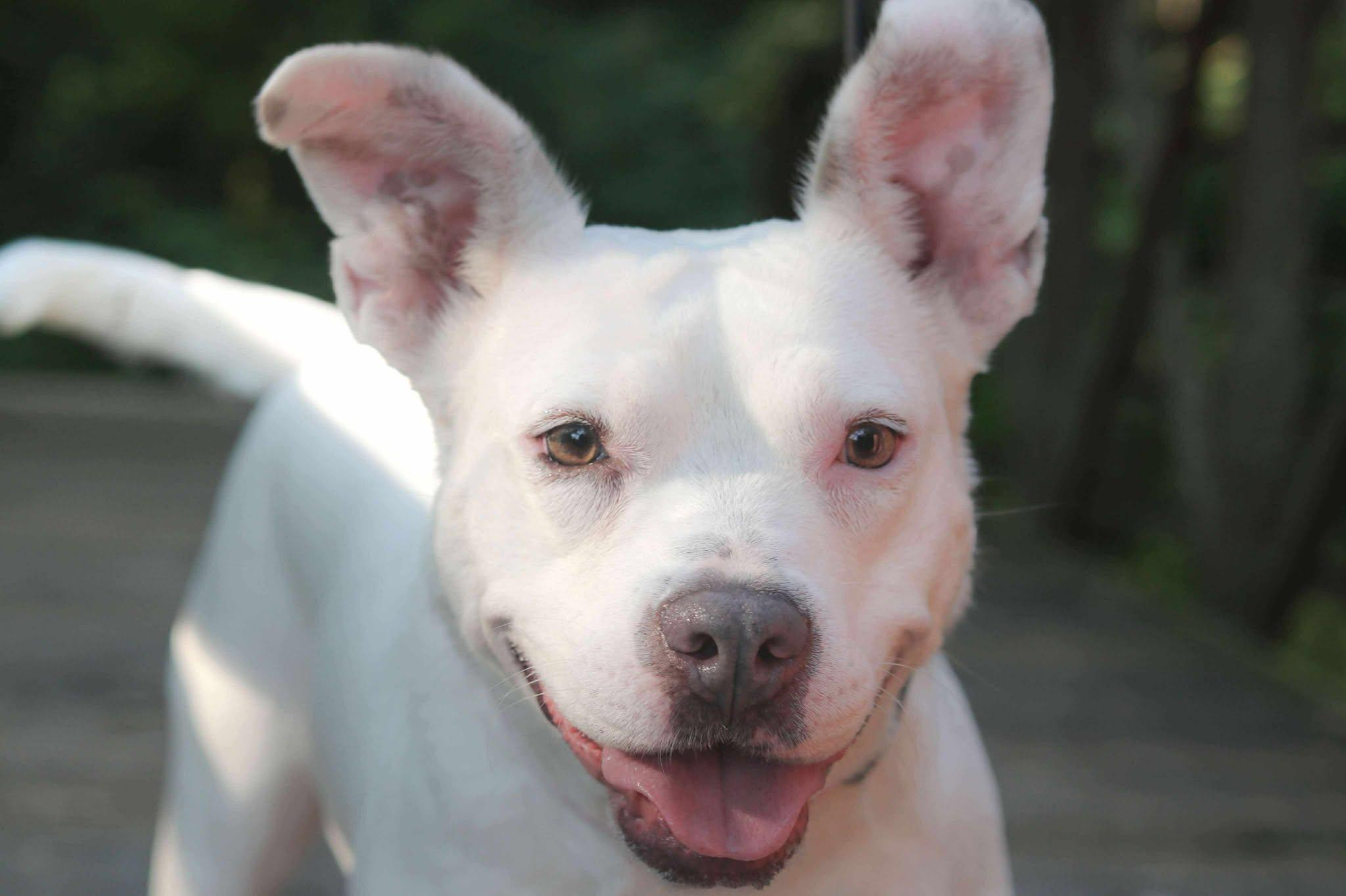 Bugsy (Foster Needed)