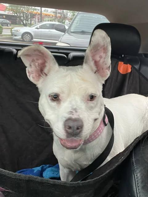 Bugsy (Foster Needed)