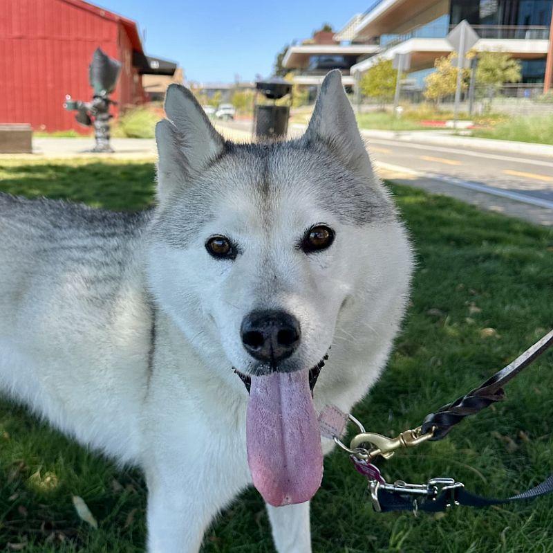 Aster, ADOPTABLE, Young Female Siberian Husky.