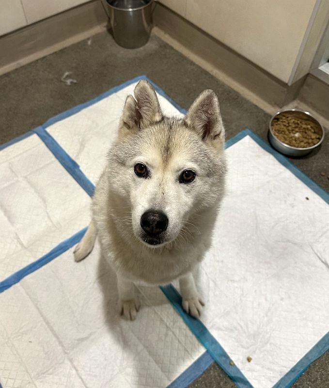Enlarge Aster, a ADOPTABLE Siberian Husky in Berkeley, CA image 6/6
