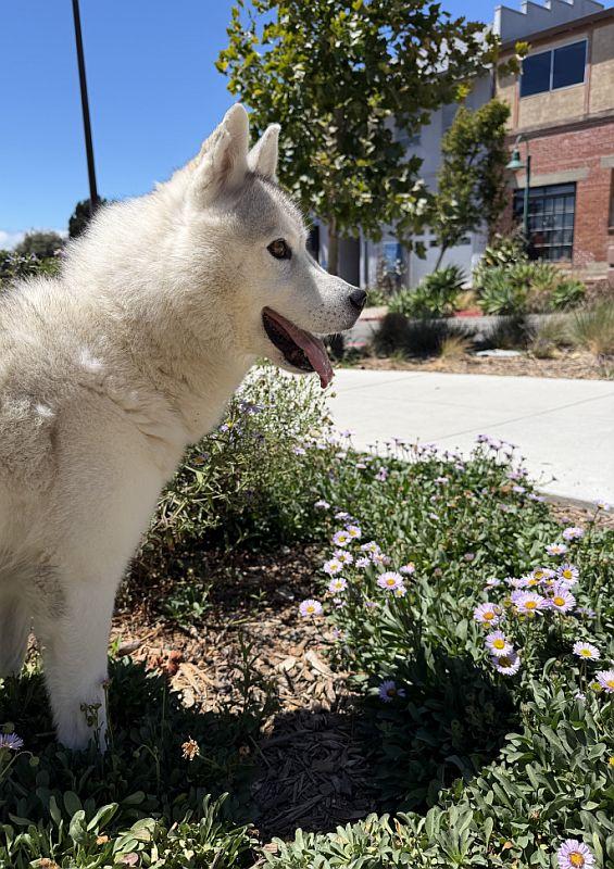 Enlarge Aster, a ADOPTABLE Siberian Husky in Berkeley, CA image 5/6