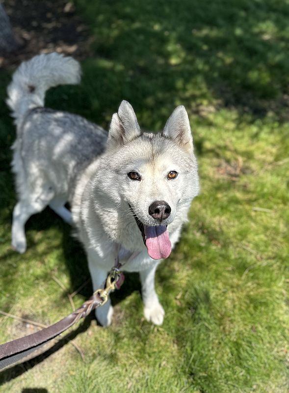 Enlarge Aster, a ADOPTABLE Siberian Husky in Berkeley, CA image 5/6