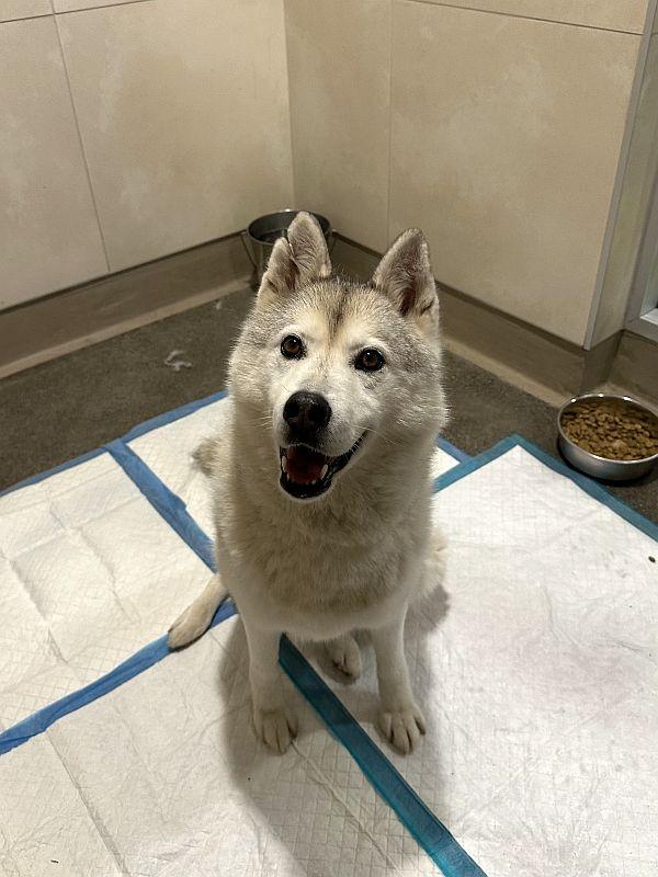Enlarge Aster, a ADOPTABLE Siberian Husky in Berkeley, CA image 4/6