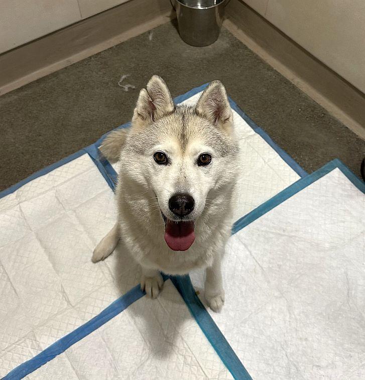Enlarge Aster, a ADOPTABLE Siberian Husky in Berkeley, CA image 4/6