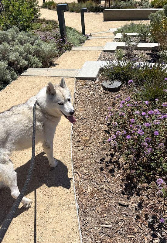 Enlarge Aster, a ADOPTABLE Siberian Husky in Berkeley, CA image 3/6