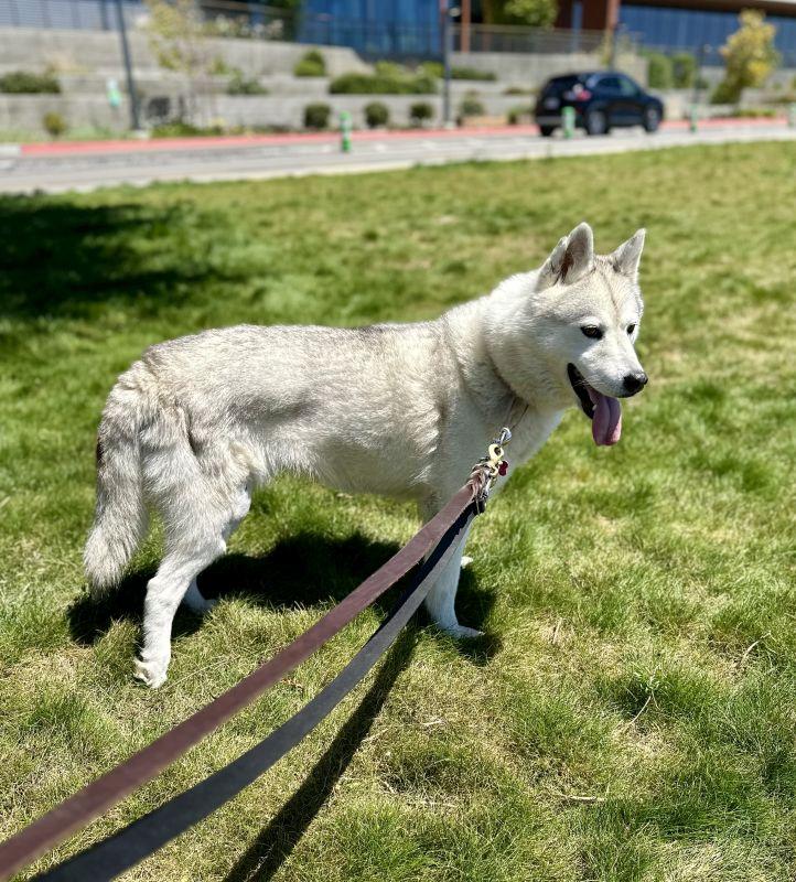 Enlarge Aster, a ADOPTABLE Siberian Husky in Berkeley, CA image 2/6