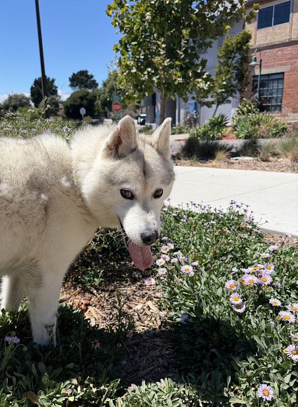 Enlarge Aster, a ADOPTABLE Siberian Husky in Berkeley, CA image 6/6
