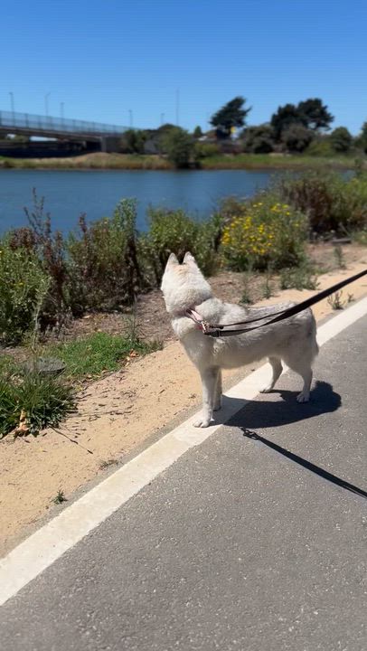 Enlarge Aster, a ADOPTABLE Siberian Husky in Berkeley, CA video 3/6