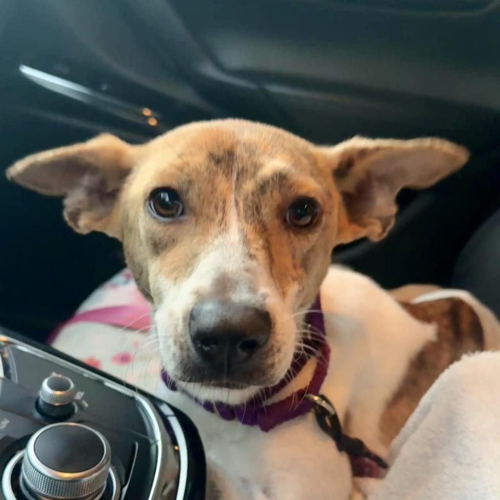 Pippa, Adoptable, Adult Female Jack Russell Terrier.