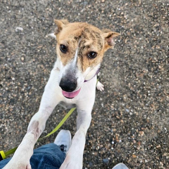 Pippa, a Adoptable Jack Russell Terrier in Natchitoches, LA image 1/6