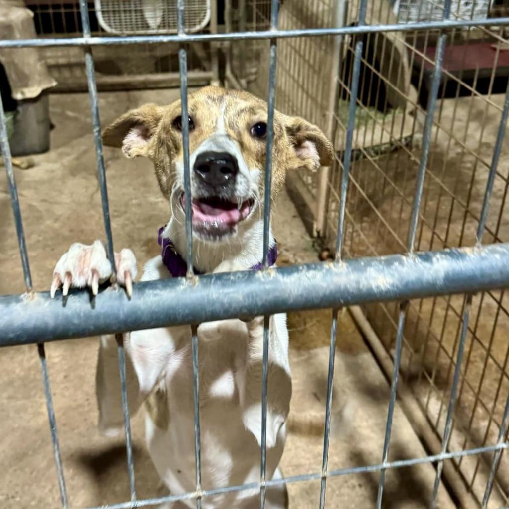 Pippa, a Adoptable Jack Russell Terrier in Natchitoches, LA image 2/6