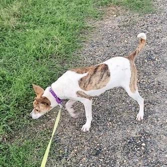 Pippa, a Adoptable Jack Russell Terrier in Natchitoches, LA image 3/6