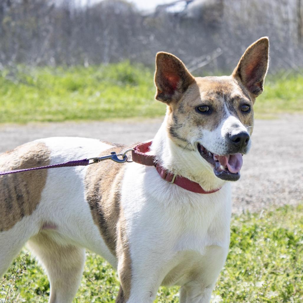 Pippa, a Adoptable Jack Russell Terrier in Natchitoches, LA image 5/6