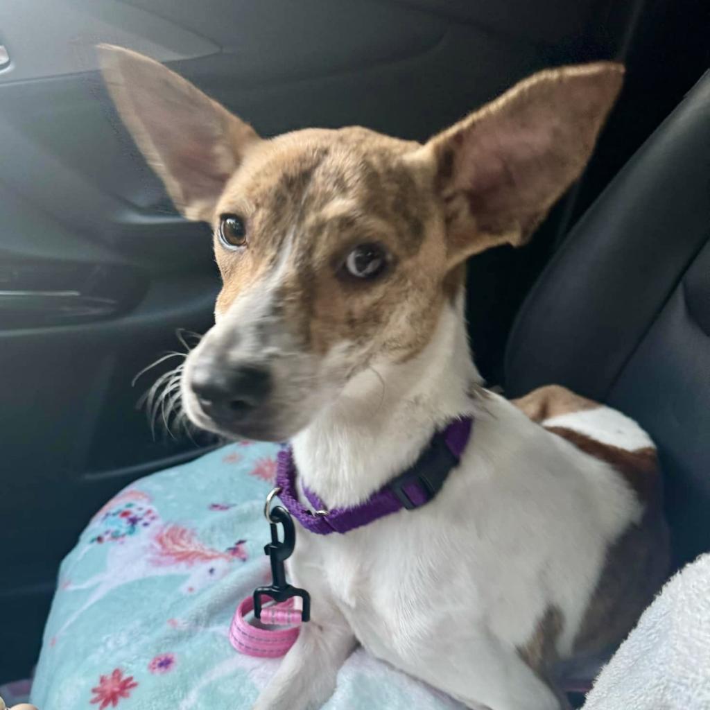 Pippa, a Adoptable Jack Russell Terrier in Natchitoches, LA image 6/6