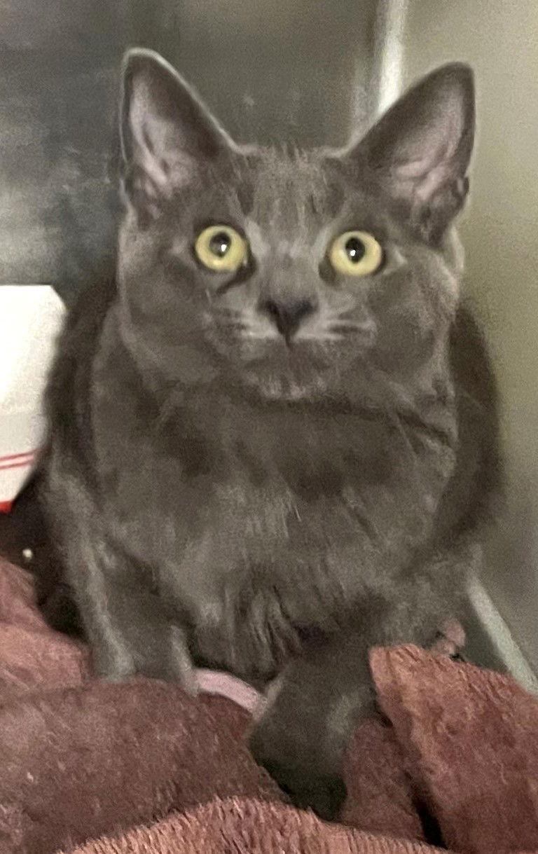 Enlarge Doc, a Adoptable Domestic Short Hair in Carrollton, GA image 1/3