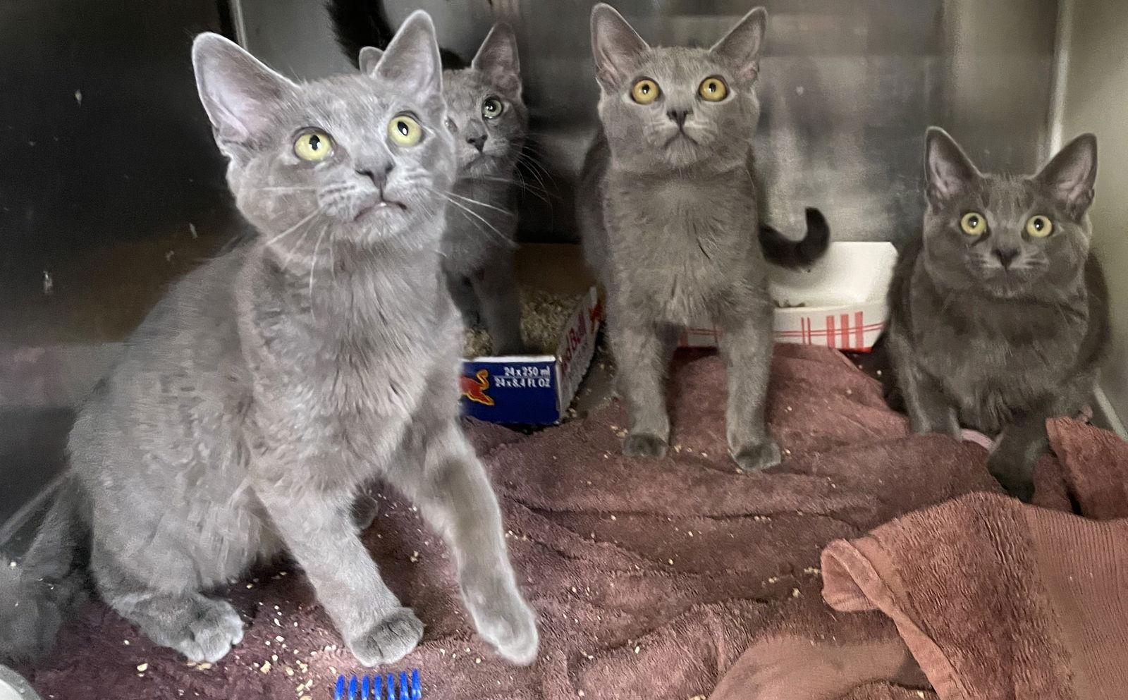 Enlarge Doc, a Adoptable Domestic Short Hair in Carrollton, GA image 2/3