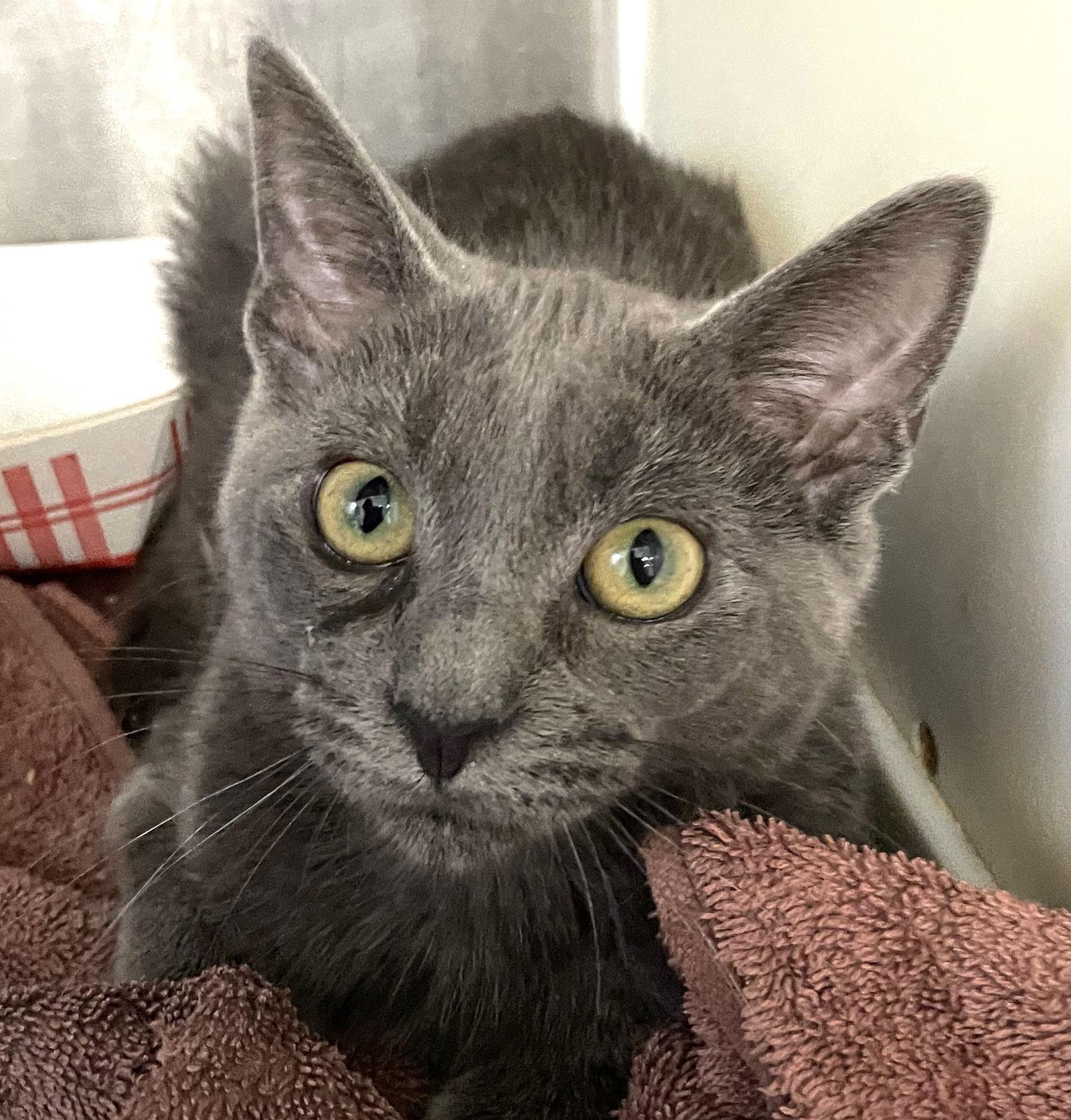 Enlarge Doc, a Adoptable Domestic Short Hair in Carrollton, GA image 3/3