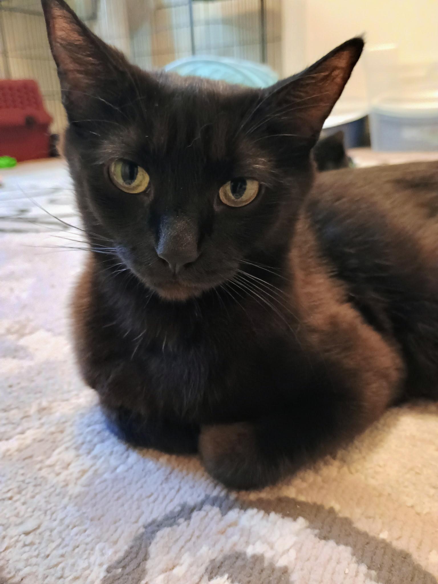 Luna Tuna, an adoptable Domestic Short Hair, Havana in Greensboro, NC, 27409 | Photo Image 2