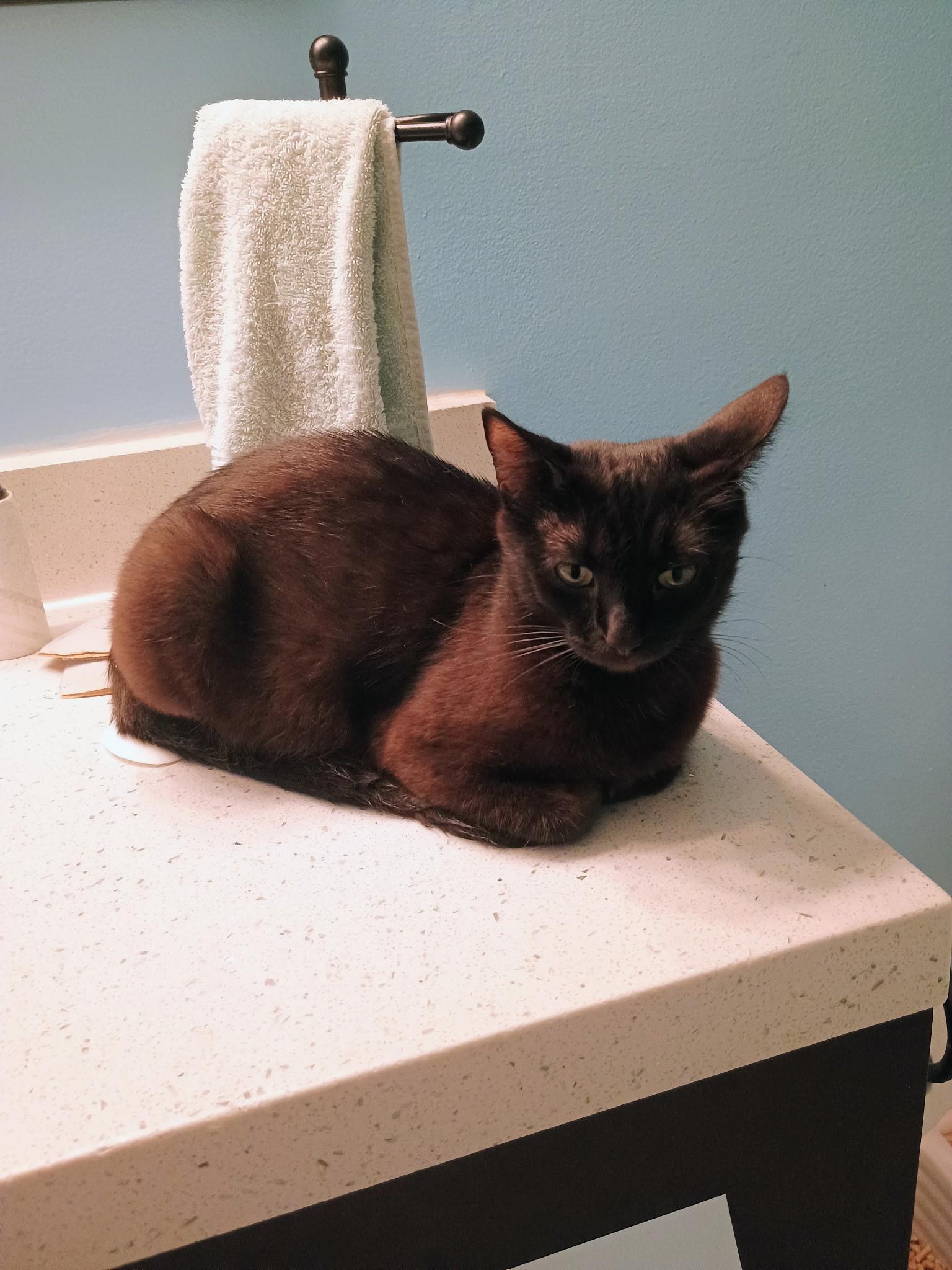 Luna Tuna, an adoptable Domestic Short Hair, Havana in Greensboro, NC, 27409 | Photo Image 1