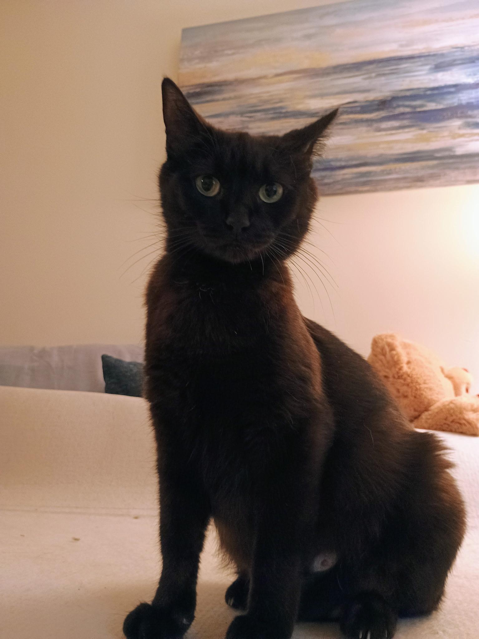 Luna Tuna, an adoptable Domestic Short Hair, Havana in Greensboro, NC, 27409 | Photo Image 4